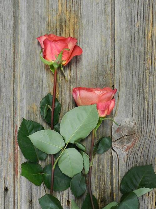 SUNSET  ORANGE GARDEN ROSE